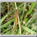 Sympetrum pedemontanum - Gebaenderte Heidelibelle w01.jpg